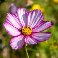 Load image into Gallery viewer, Cosmos, Garden Mix (Cosmos bipinnatus)