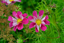 Load image into Gallery viewer, Cosmos, Garden Mix (Cosmos bipinnatus)