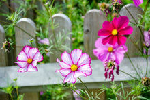 Load image into Gallery viewer, Cosmos, Garden Mix (Cosmos bipinnatus)