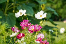 Load image into Gallery viewer, Cosmos, Garden Mix (Cosmos bipinnatus)