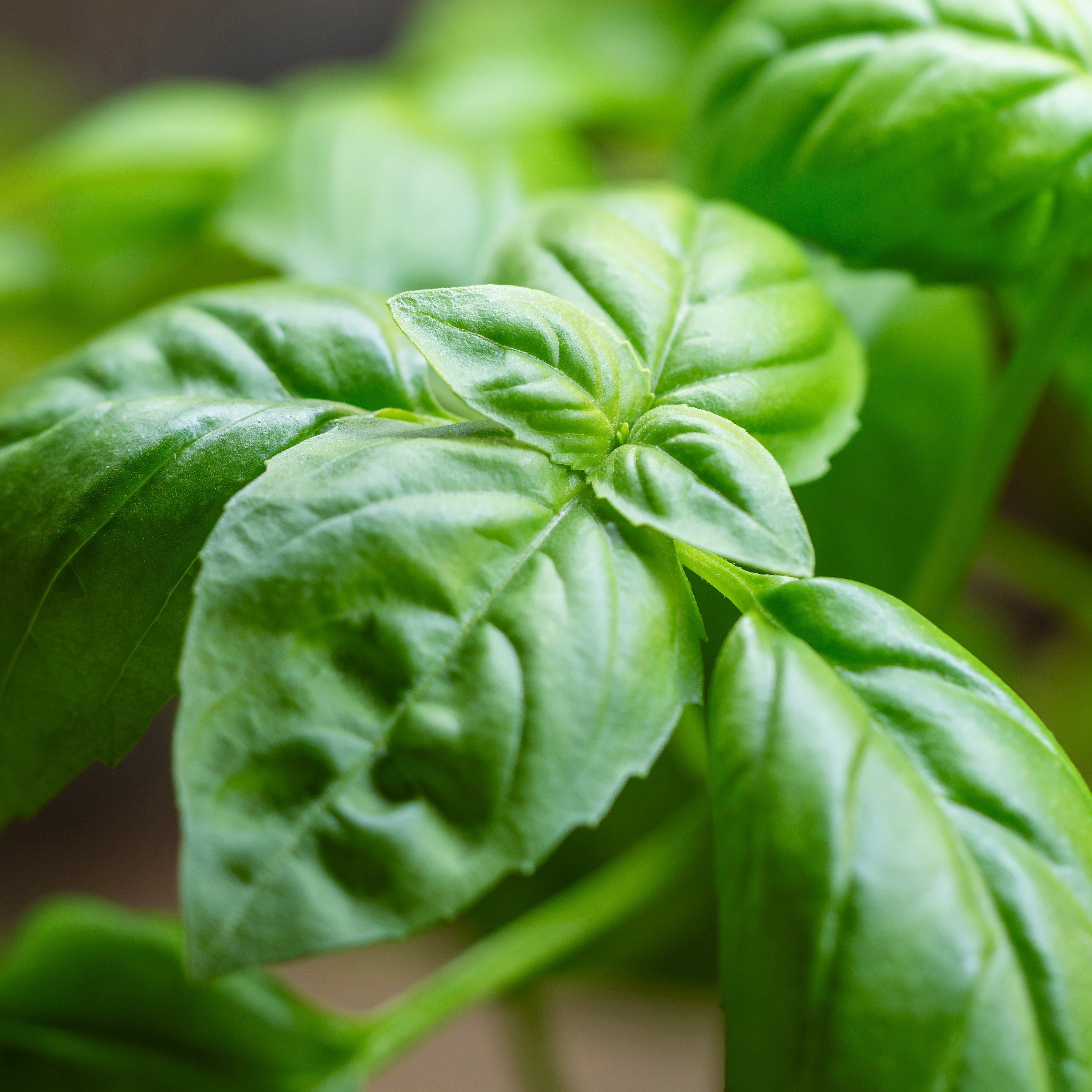 Basil, Genovese (Ocimum basilicum genovese) – Mother Earth Living