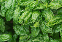 Load image into Gallery viewer, Basil, Genovese (Ocimum basilicum genovese)