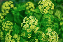 Load image into Gallery viewer, Alexanders, Golden (Zizia aurea)