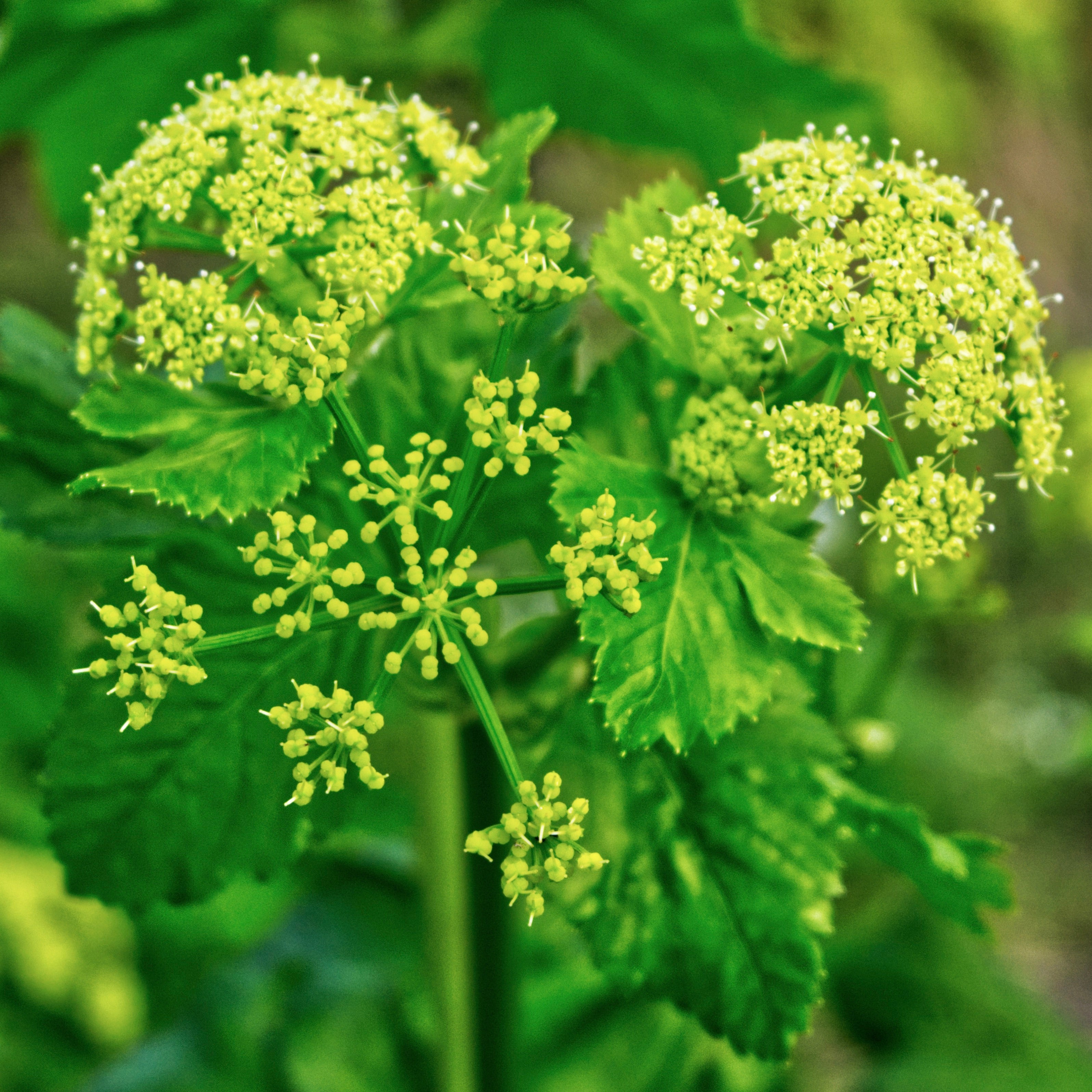 Alexanders, Golden (Zizia aurea) – Mother Earth Living