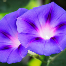 Load image into Gallery viewer, Morning Glory, Grandpa Ott's (Ipomoea tricolor)