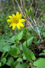 Load image into Gallery viewer, Arnica, Heartleaf (Arnica cordifolia)