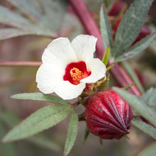Load image into Gallery viewer, Hibiscus aka Roselle (Hibiscus sabdariffa)