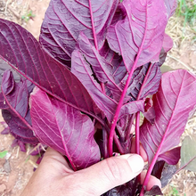 Load image into Gallery viewer, Hopi Red Dye Amaranth