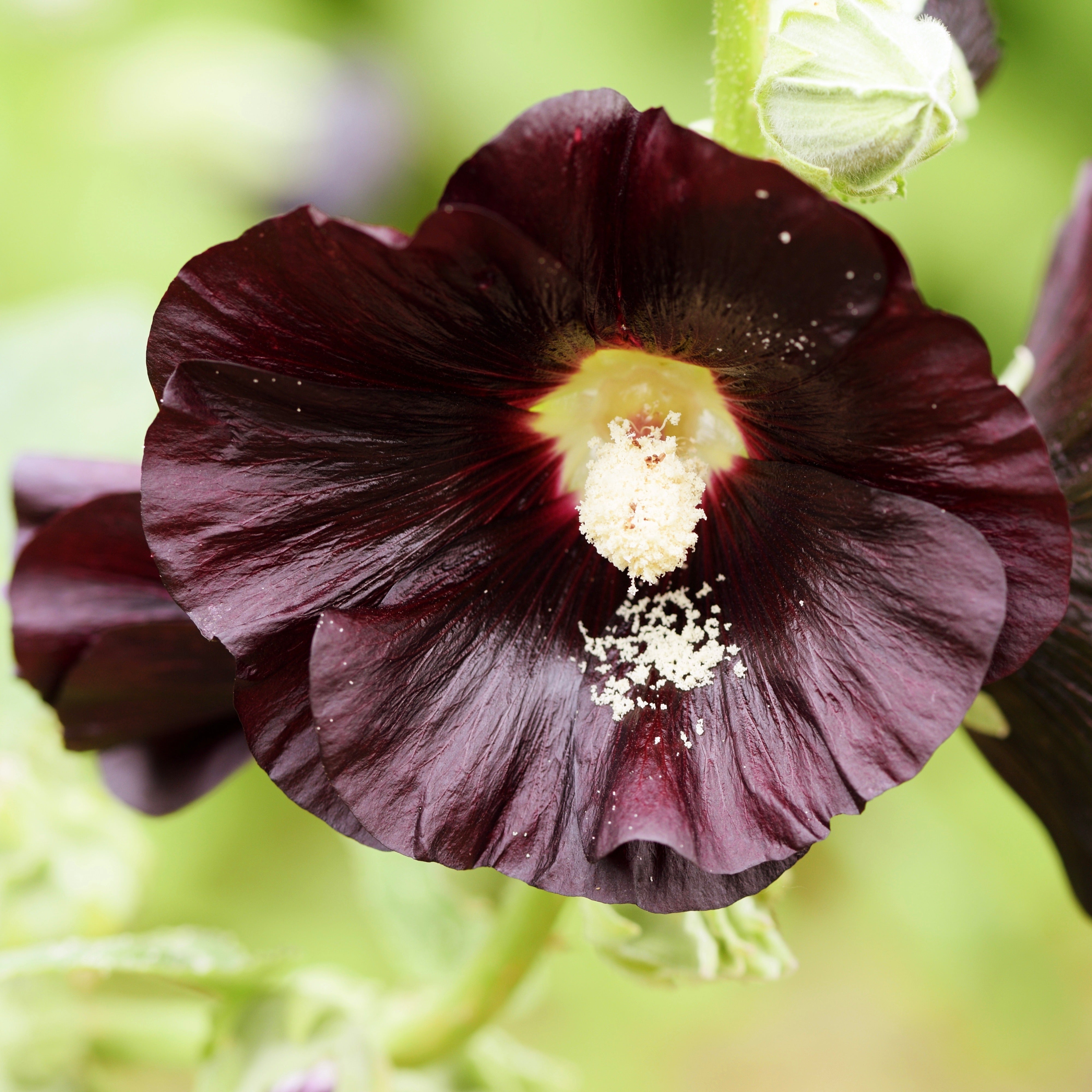 Hollyhock, Jet Black (Alcea rosea) – Mother Earth Living