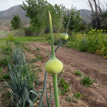 Load image into Gallery viewer, Blaugrüner x Lilly's Leeks