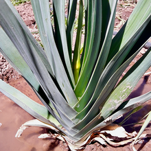 Load image into Gallery viewer, Blaugrüner x Lilly's Leeks