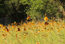 Load image into Gallery viewer, Coneflower, Long-headed (Ratibida columnifera)
