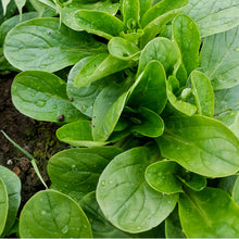 Load image into Gallery viewer, Small Seed CSA Share