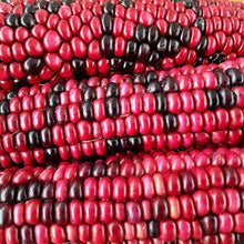 Load image into Gallery viewer, Red Rainbow Corn Landrace