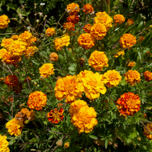 Load image into Gallery viewer, Colorado Marigold Mix