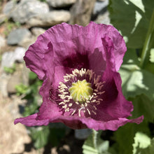 Load image into Gallery viewer, Poppy, Velvet Garden Mix (Papaver somniferum)
