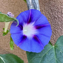 Load image into Gallery viewer, Morning Glory: Grandpa Ott's "Plus"