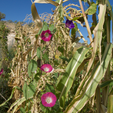 Load image into Gallery viewer, Morning Glory: Grandpa Ott's "Plus"