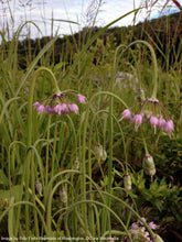 Load image into Gallery viewer, Onion, Nodding (Allium cernuum)