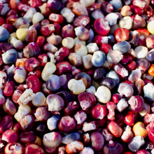 Load image into Gallery viewer, Painted Mountain Corn (Colorado-Adapted)