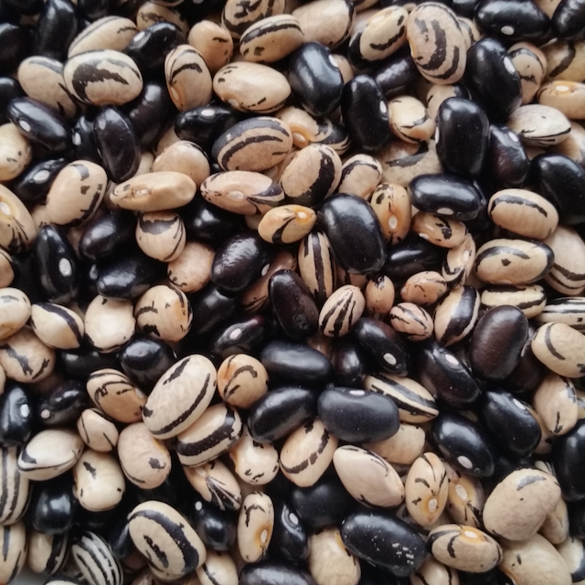 Peregion Bean – Mother Earth Living