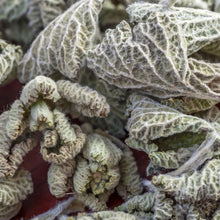 Load image into Gallery viewer, Horehound