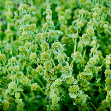 Load image into Gallery viewer, Horehound