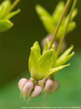 Load image into Gallery viewer, Milkweed, Poke (Asclepias exaltata)