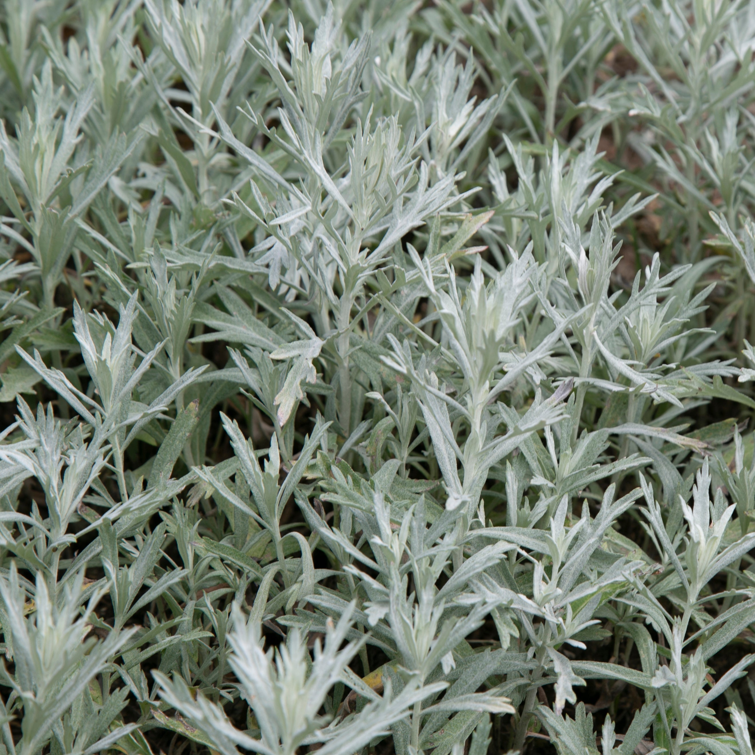Sage, Prairie (Artemisia ludoviciana) – Mother Earth Living