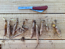 Load image into Gallery viewer, Professional Gardener's Knife - For Pruning, Grafting and Propagation