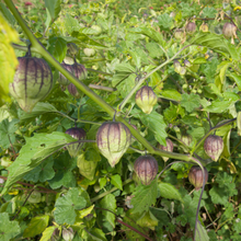 Load image into Gallery viewer, Purple de Milpa Tomatillos