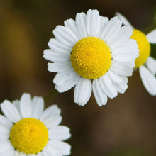 Load image into Gallery viewer, Chamomile, Roman (Chamaemelum nobile)