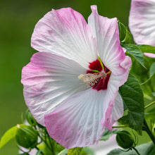 Load image into Gallery viewer, Rosemallow (Hibiscus moscheutos)