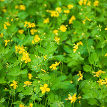 Load image into Gallery viewer, Celandine (Chelidonium majus)