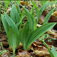 Load image into Gallery viewer, Ramp aka. Wild Leeks (Allium tricoccum)
