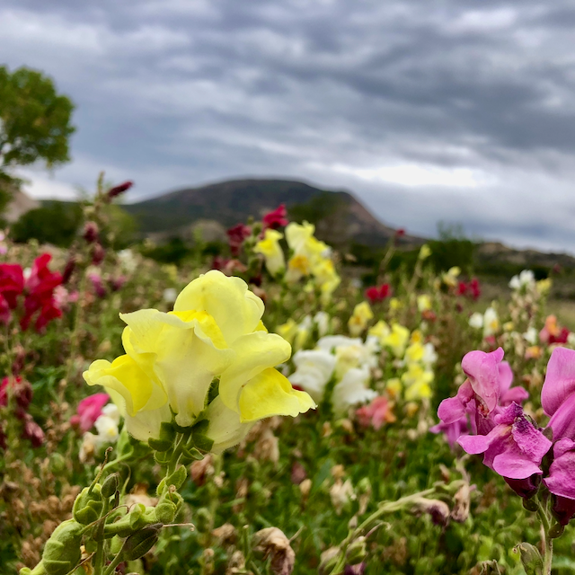 Snapdragon Mix – Mother Earth Living