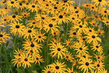 Load image into Gallery viewer, Black-Eyed Susan, Sweet (Rudbeckia subtomentosa)