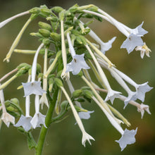 Load image into Gallery viewer, Tobacco, Sylvestris aka Woodland (Nicotiana sylvestris)