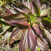 Load image into Gallery viewer, Plantain, Tall Coastal (Plantago subnuda)