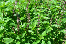 Load image into Gallery viewer, Basil, Thai (Ocimum basilicum thai)