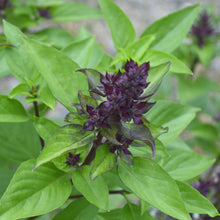 Load image into Gallery viewer, Basil, Thai (Ocimum basilicum thai)