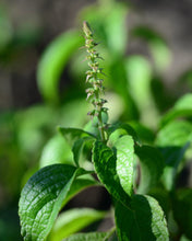 Load image into Gallery viewer, Tulsi, Vana aka Holy Basil (Ocimum tenuiflorum var. vana)
