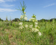 Load image into Gallery viewer, Milkweed, Whorled (Asclepias verticillata)