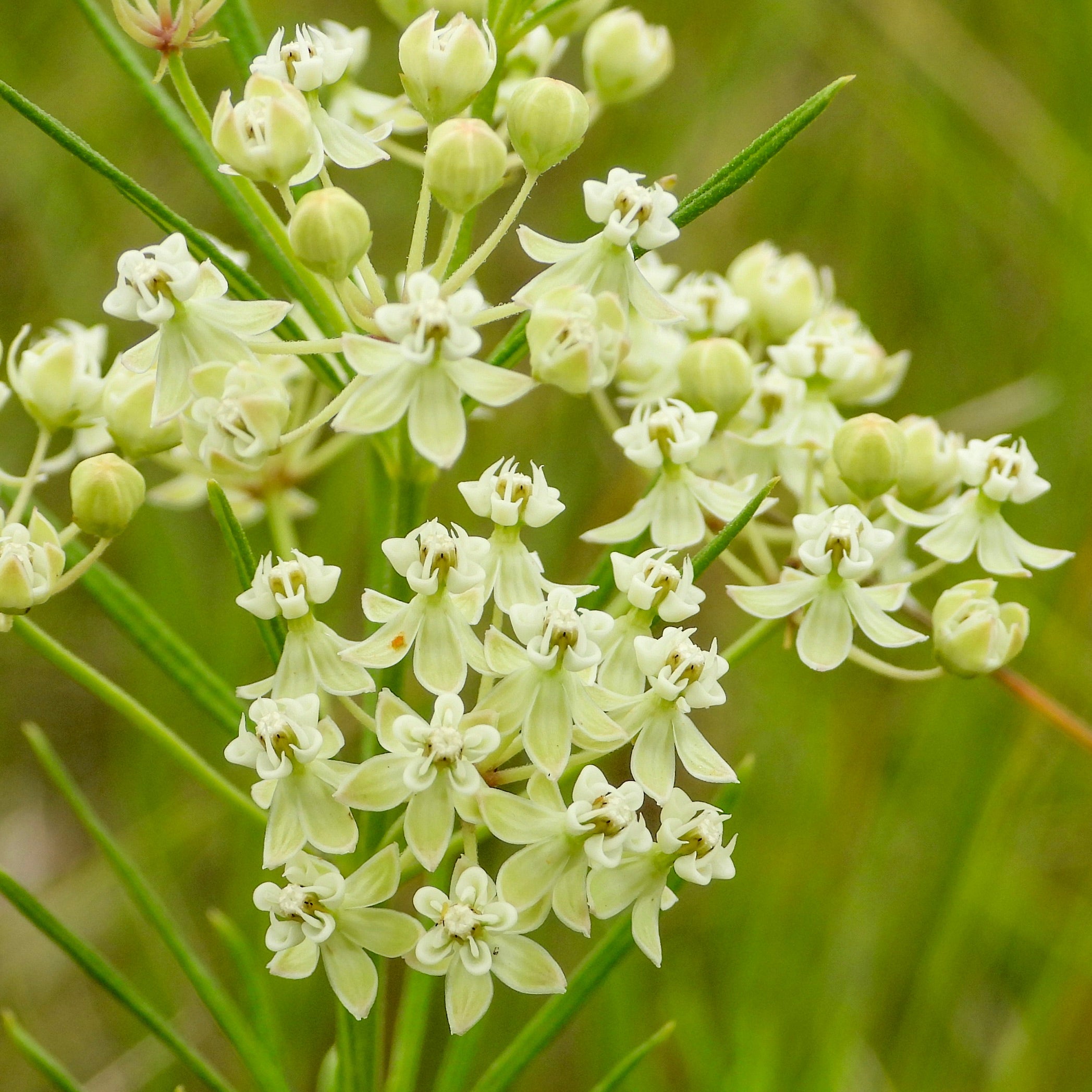 Milkweed, Whorled (Asclepias verticillata) – Mother Earth Living