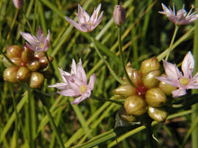 Load image into Gallery viewer, Garlic, Wild (Allium canadense)