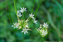 Load image into Gallery viewer, Garlic, Wild (Allium canadense)