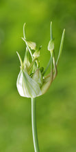 Load image into Gallery viewer, Garlic, Wild (Allium canadense)