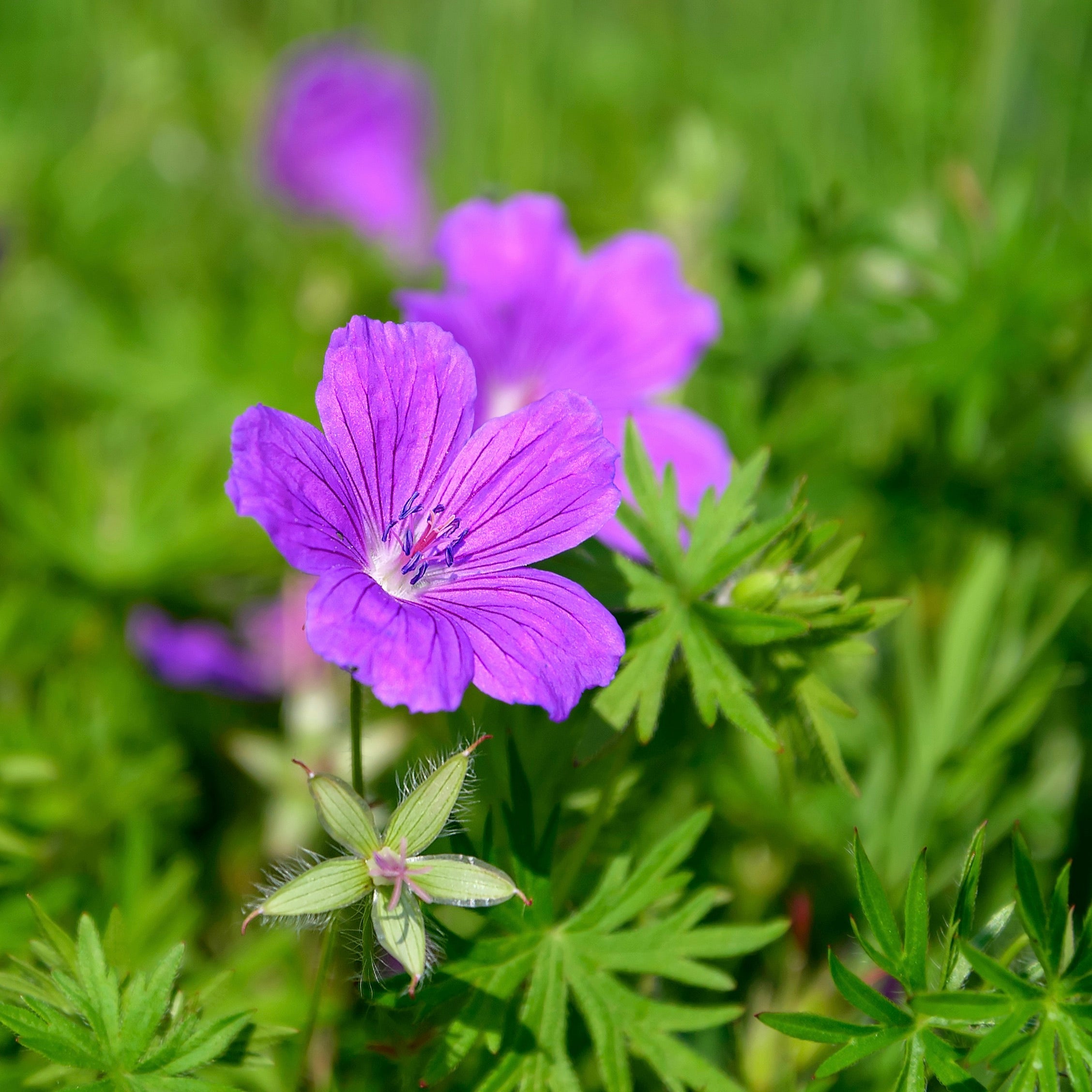 Geranium, Wild (Geranium maculatum) – Mother Earth Living