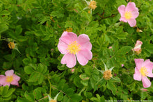 Load image into Gallery viewer, Rose, Wild Prairie (Rosa arkansana)