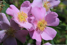 Load image into Gallery viewer, Rose, Wild Prairie (Rosa arkansana)